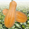 SUPER SWEET PUMPKIN 300 SEEDS - Image 2