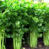 VENTURA CELERY 10G - Image 2